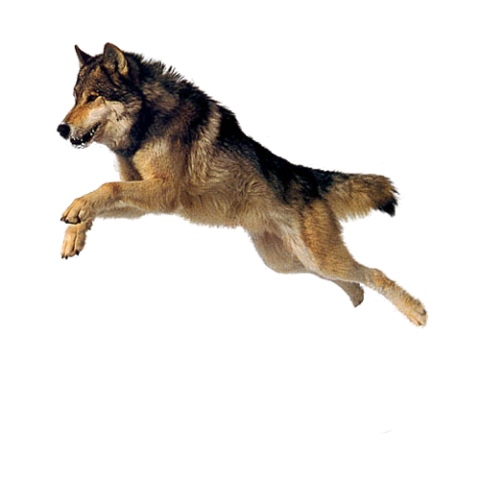 Dog Jumping Transparent PNG