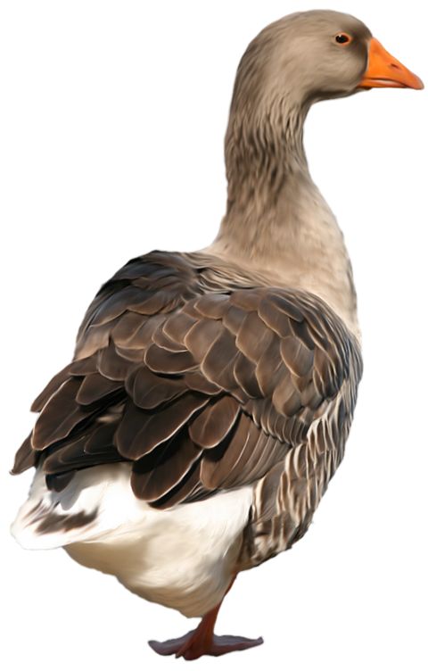 Duck Clipart Transparent PNG