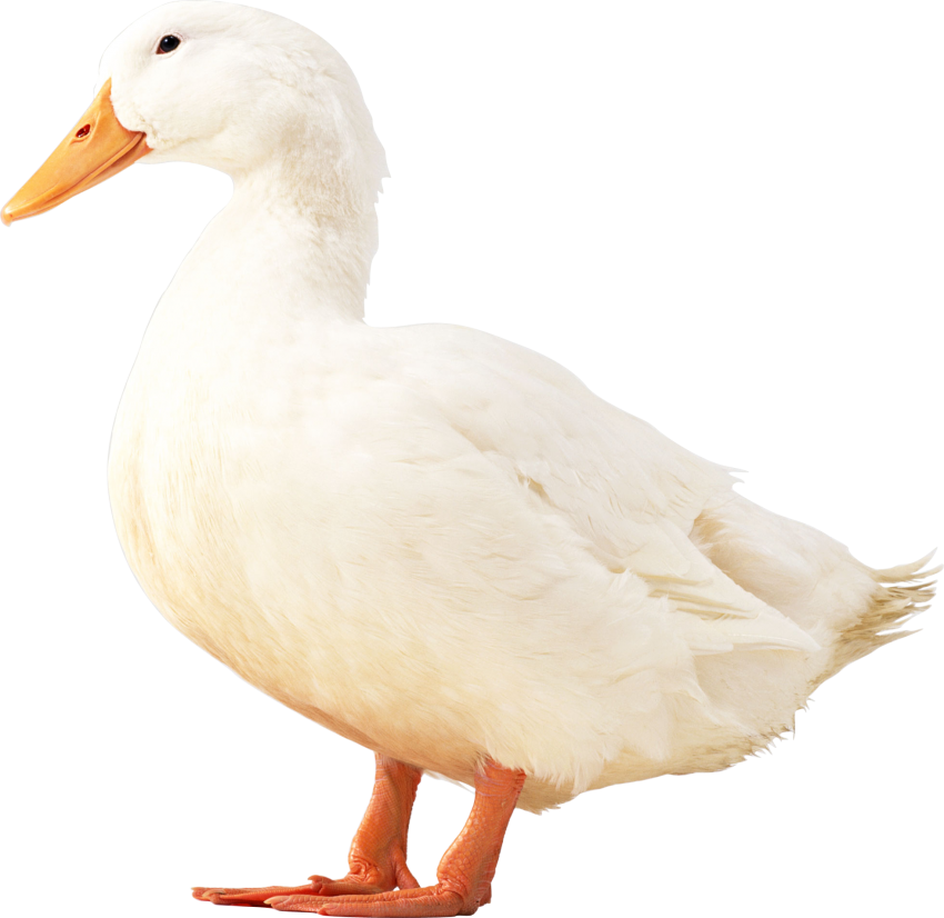 Duck White Transparent PNG