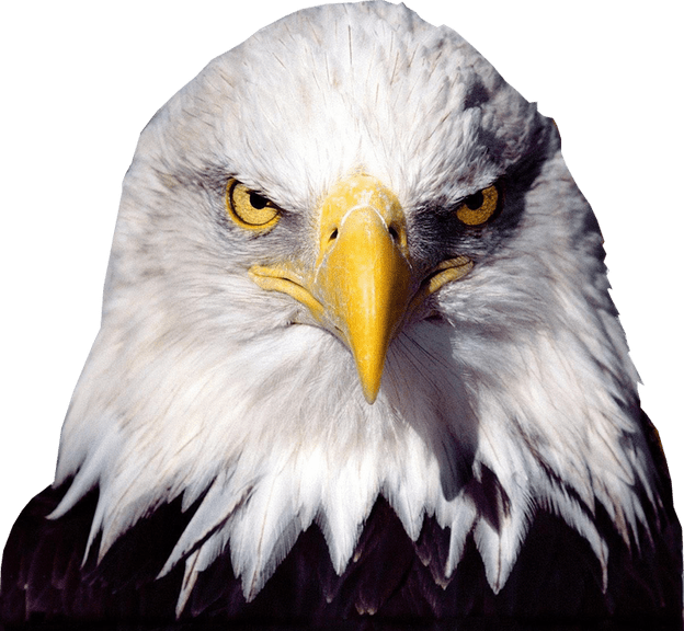 Eagle PNG Clipart Png Full HD