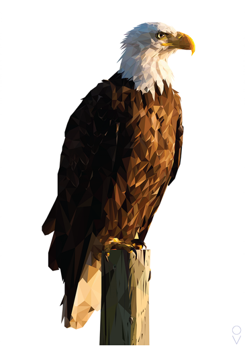 Eagle Sitting PNG HD Quality Download