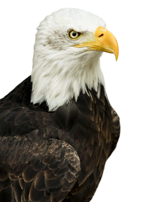Eagle Transparent Background Hd