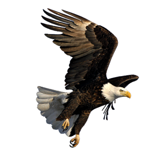 Eagle Transparent Free PNG Hd