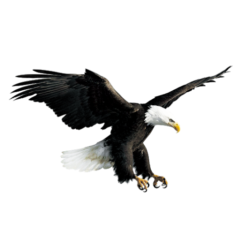 Eagle Transparent Images HD Download