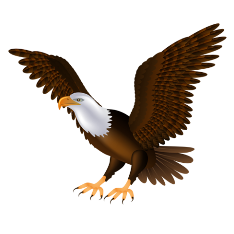 Eagle Transparent Png Images Hd