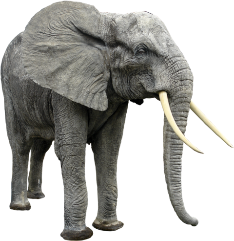 Elephant Png Full HD Download