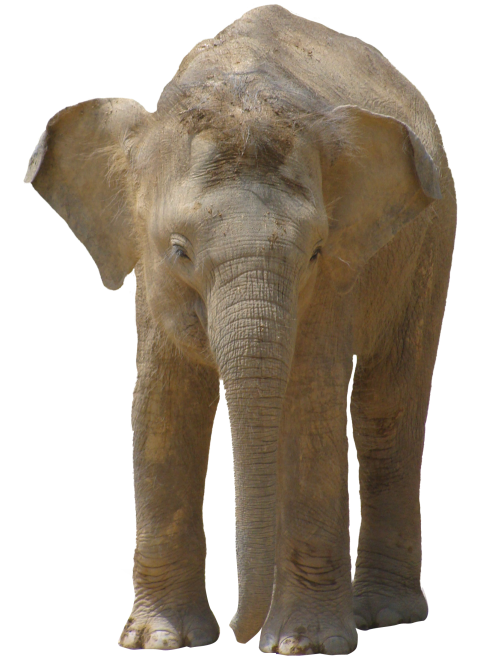 Elephant Png Images Download HD
