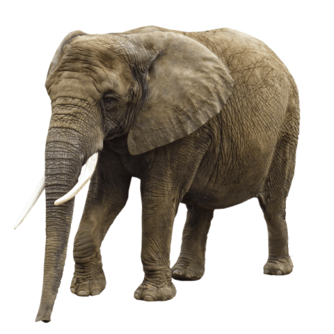 Elephant Transparent Background