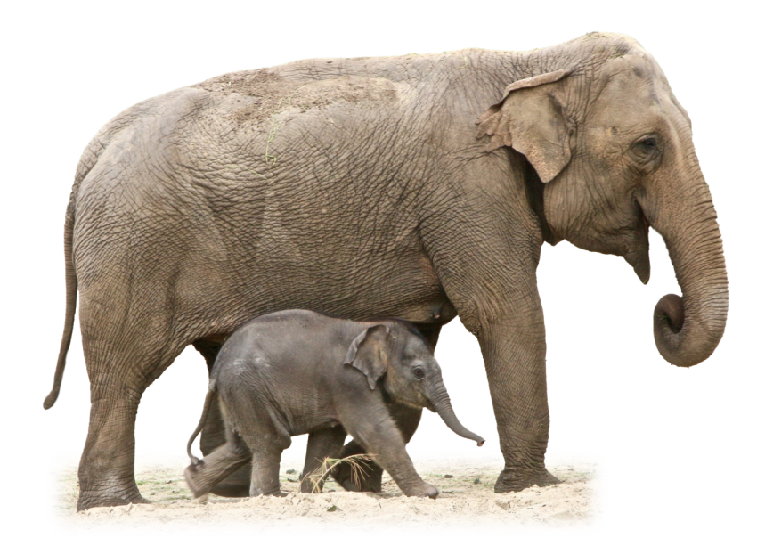 Elephant With Child Png Images Download