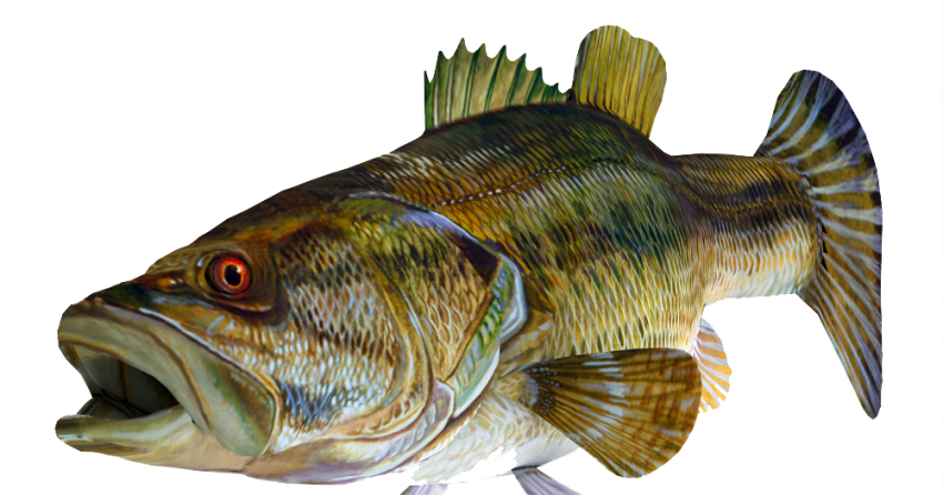 Fish Transparent Images