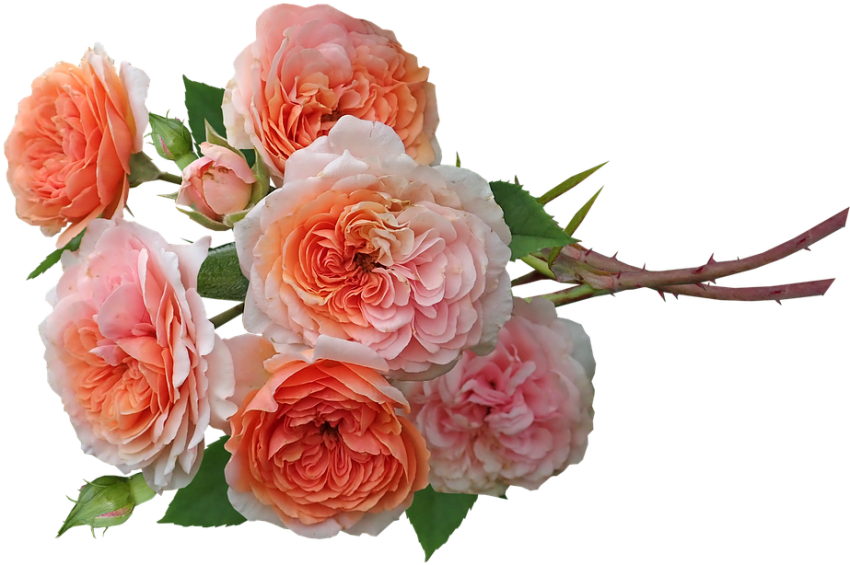 Flowers Png images Full HD