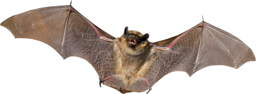 Flying Bat Background PNG Image