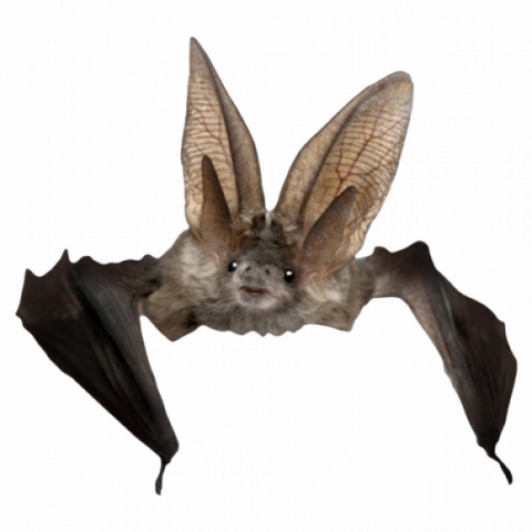 Flying Bat PNG Clipart Background