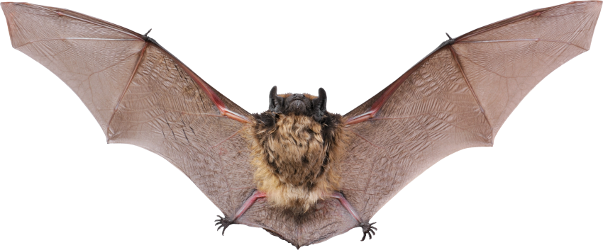 Flying Bat PNG HD Quality Full HD