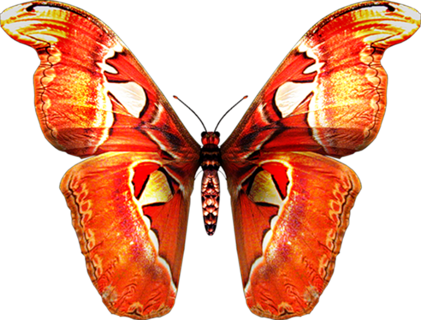 Flying Butterfly PNG Images Download