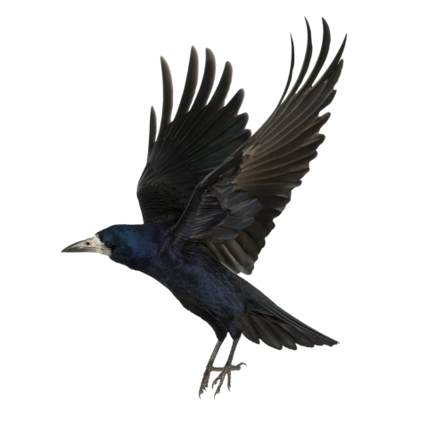Flying Crow Transparent PNG