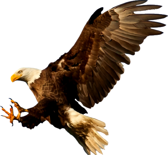 Flying Eagle Download Free PNG