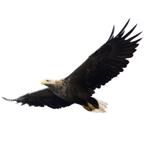 Flying Eagle PNG Full HD Quality