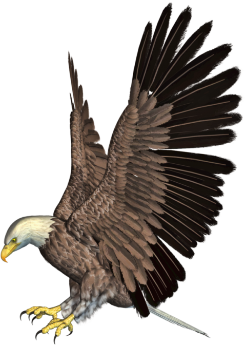 Flying Eagle PNG HD Quality Download