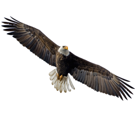 Flying Eagle PNG Image Download