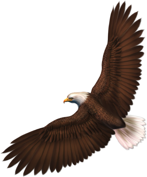 Flying Eagle Transparent Free PNG Hd