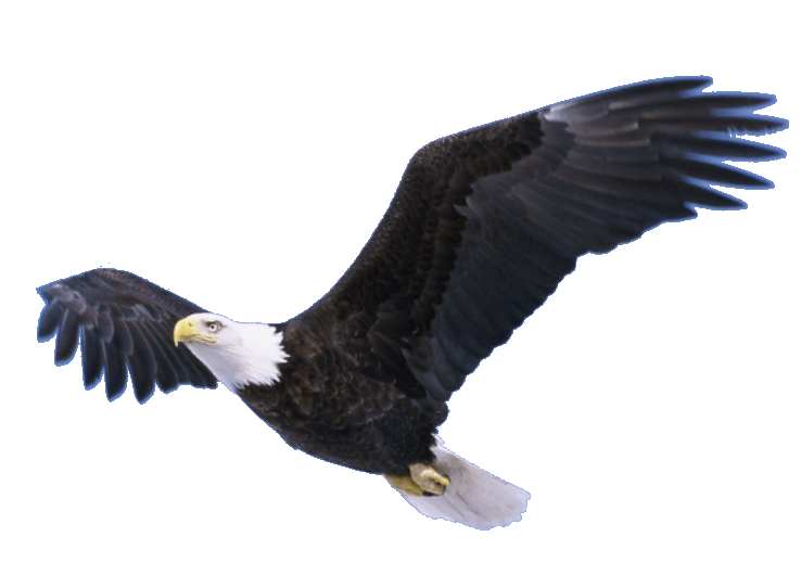 Flying Eagle Transparent Full HD