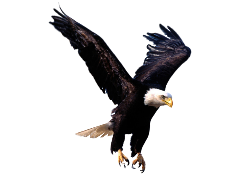 Flying Eagle Transparent  PNG Full HD