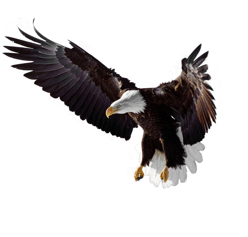 Flying Eagle Transparent PNG Full HD