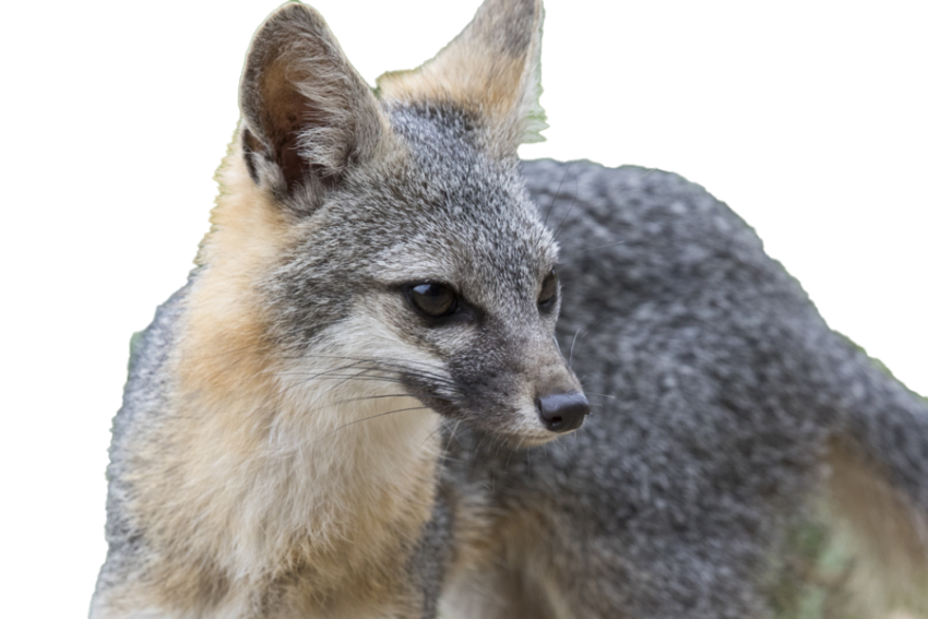 Fox Free Picture PNG Free download HD