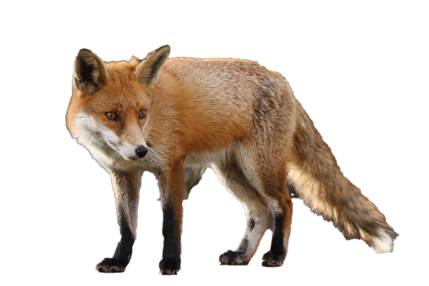 Fox Free PNG Free download HD