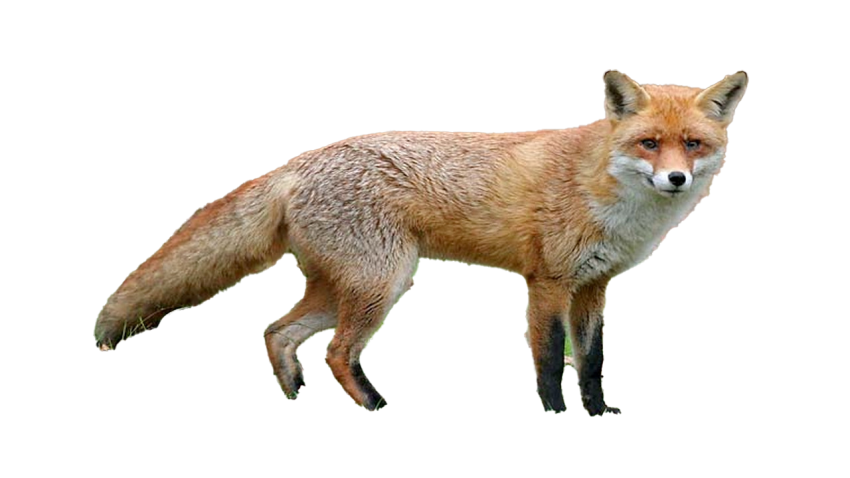 Fox PNG Pic Background Free download HD
