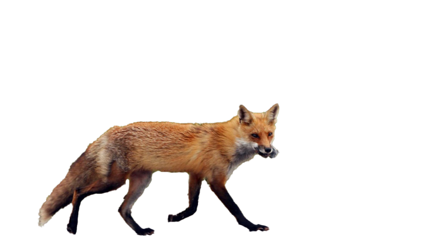 Fox Transparent Image Free download HD
