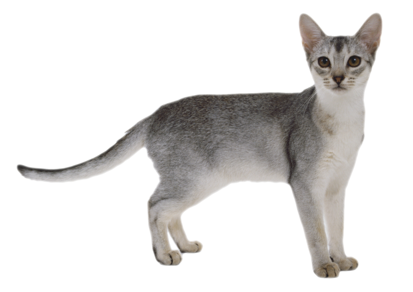 Free Cat Png Download For Editing