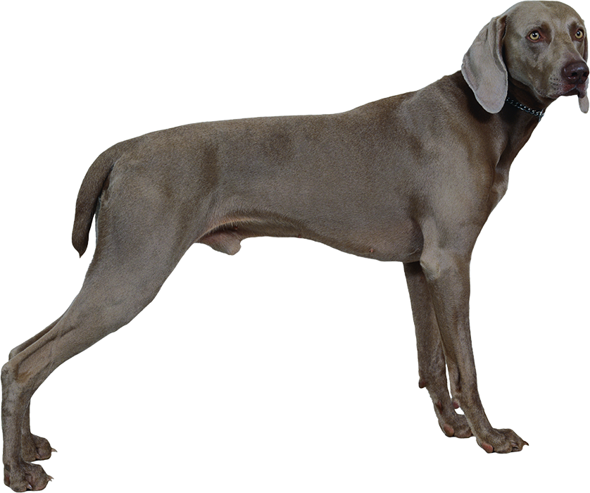 Full Black Real Dog PNG Images Hd