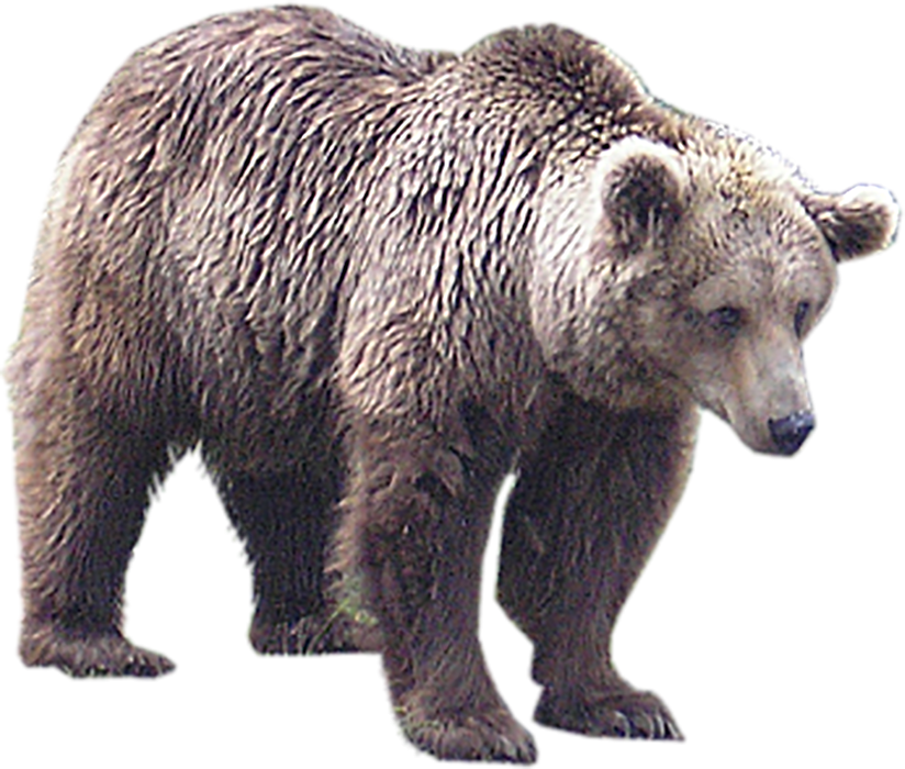 Full HD Bear PNG Images Download