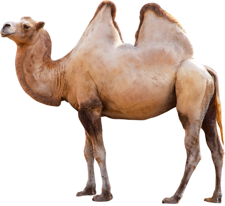Full HD Camel PNG Images Download
