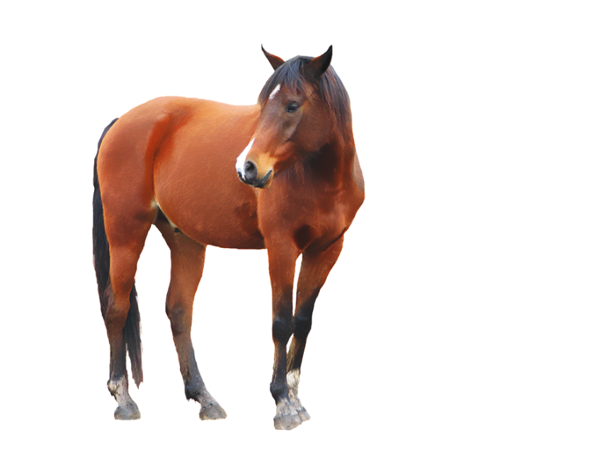 Full HD Horse Transparent PNG Images
