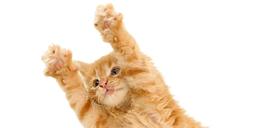 Funny Cat Transparent PNG Hd