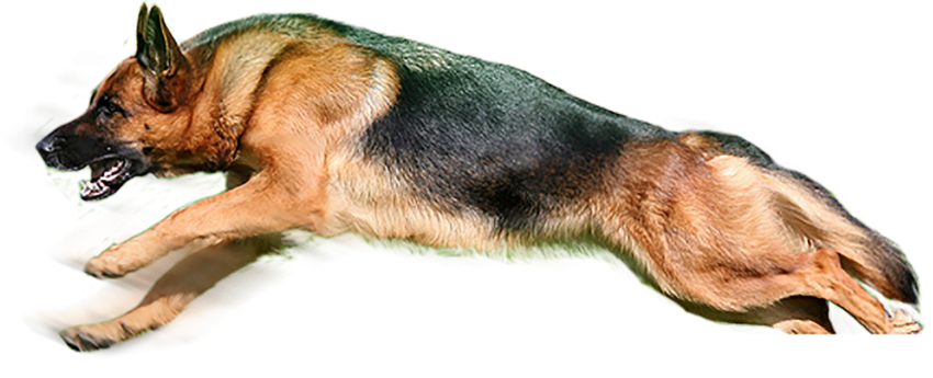 German Shepherd Dog PNG Images