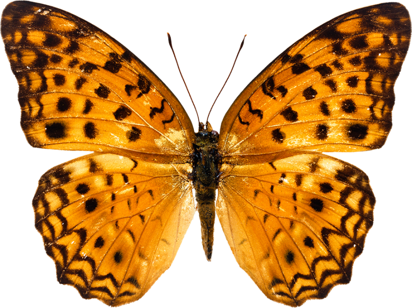 Golden Butterfly PNG Images Full HD