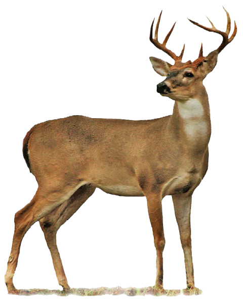 Golden Deer Transparent PNG Free download HD