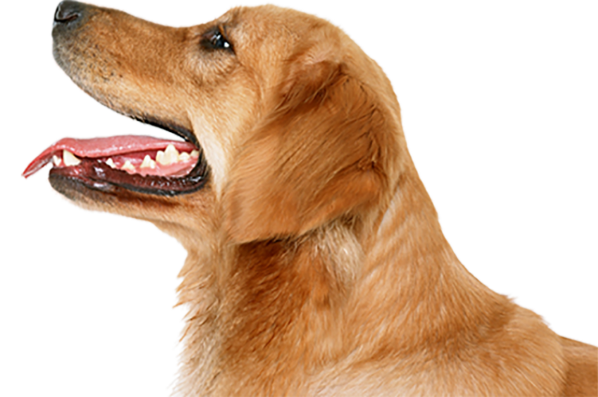Golden Dog Face PNG Full HD Download
