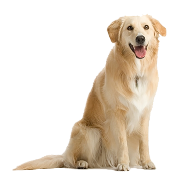 Golden Dog Sitting HD PNG Image