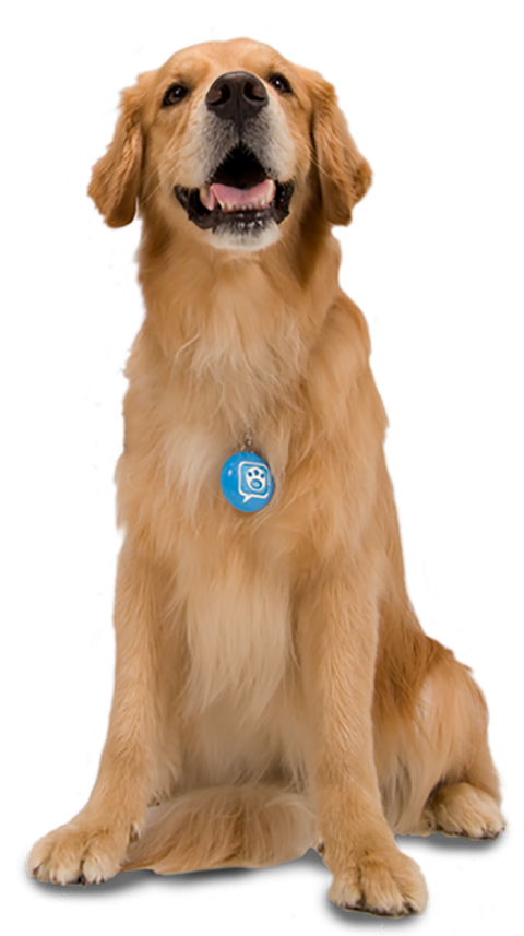 Golden Dog Sitting Transparent HD PNG Images