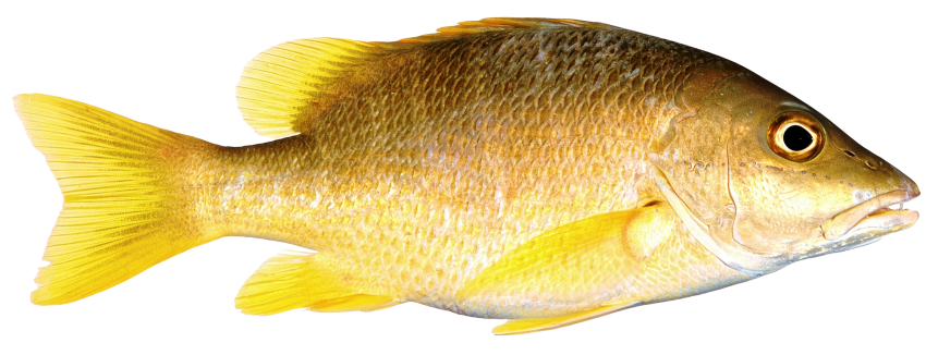 Golden Fish PNG Clipart Background