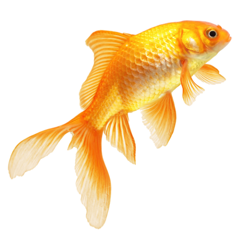 Golden Fish PNG HD Quality