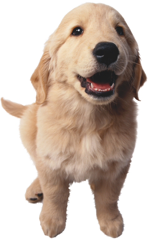 Golden Puppy Pet Small Dog PNG Images