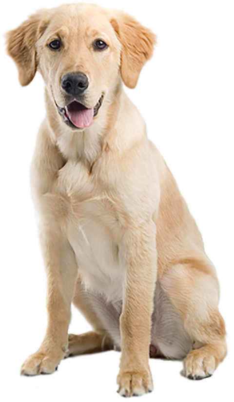 Golden Retriever Dog PNG Images Download