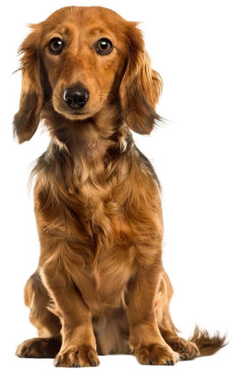 Golden Sitting Dog HD PNG Images