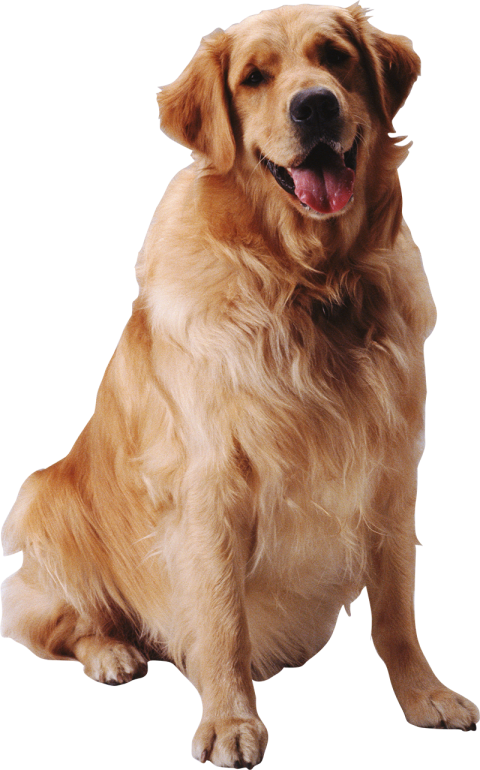 Golden Sitting Dog PNG Images Full HD